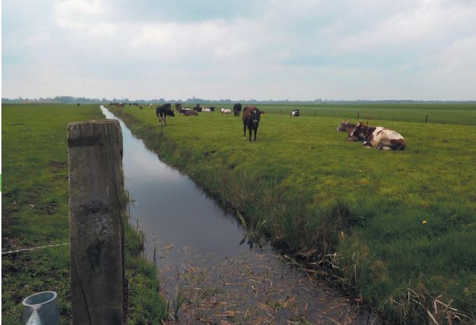 Tevreden runderen op het land van de kerk