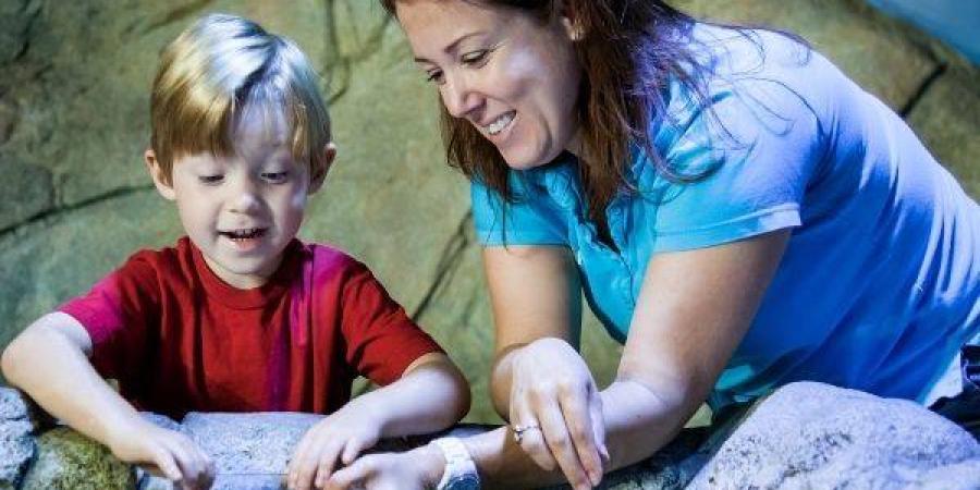 Op ontdekkingstocht in de onderwaterwereld bij SEA LIFE Scheveningen