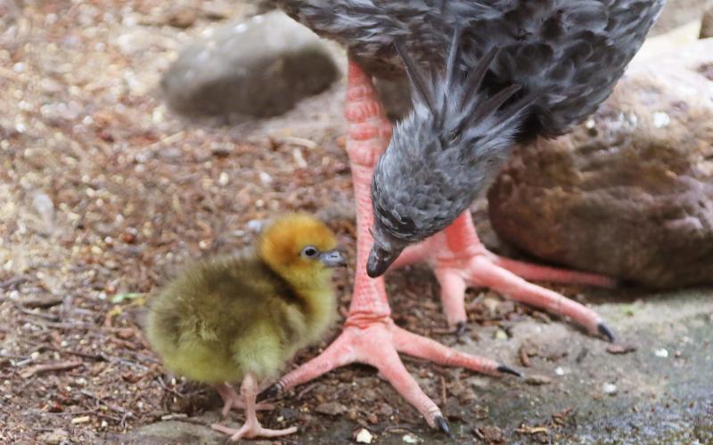 Hoenderkoetkuikens Dierenparkafoort.jpg