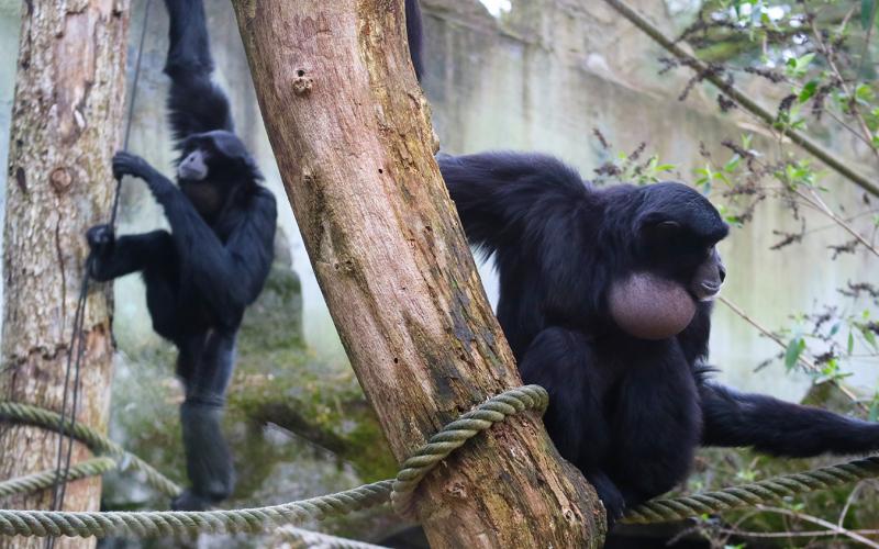 Siamangs zingen samen-dierenparkafoort.jpg