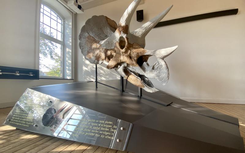 Triceratops Skull 21 