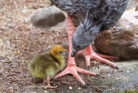 Hoenderkoetkuikens Dierenparkafoort.jpg