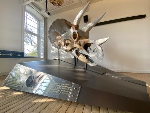 Triceratops Skull 21 